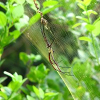 Nephila ?