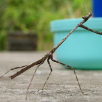 Most probably juvenile Euchomenella Heteroptera