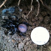 Eucteniza stolida trapdoor spider