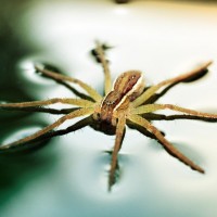 Dolomedes