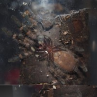 P. Regalis (1 1/3 inch)