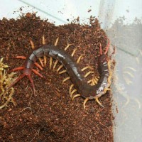 Scolopendra subspinipes