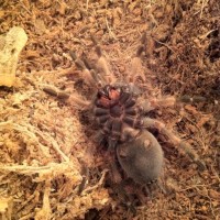 B. smithi for sexing
