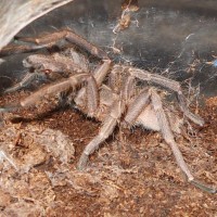 male haplopelma albostriatum