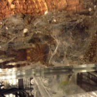 Sex p. regalis?