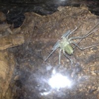 Damon diadema molt