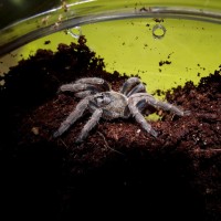 Freshly molted H. lividum