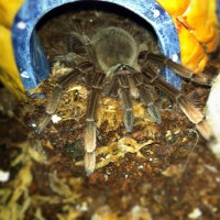 T. Stirmi - Aphrodite