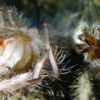 L. parahybana shedding