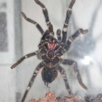 lasiodora