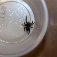 Jumping Spider ID Help