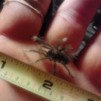 1.75" T. stirmi