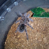 G pulchripes