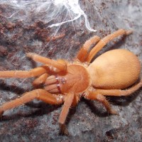 Selenobrachys philippinus