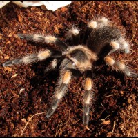 Brachypelma Smithi - Mah Baby!