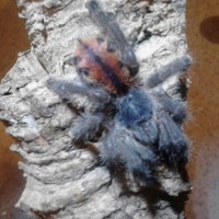 avicularia avicularia