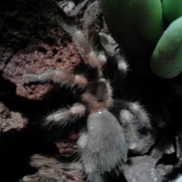 b. smithi