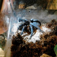 Haplopelma Lividum