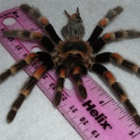 Brachypelma smithi