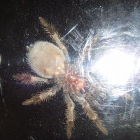 Brachypelma Smithi sex