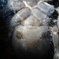 lasiodora parahybana