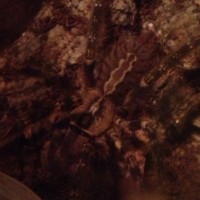 P. ornata M or F