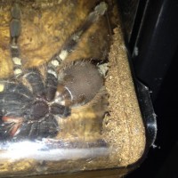 P. ornata