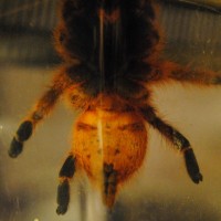 P. Marinus 2 inches