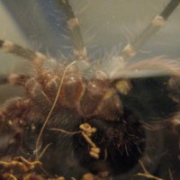 Juvi A Geniculata
