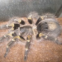 G Pulchripes