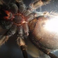 Smithi