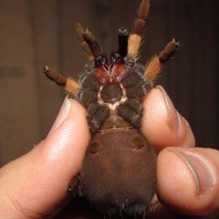help me sex my mexican red legged tarantula