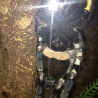 P. regalis