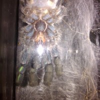 a. versicolor, Male of Female?