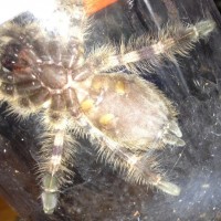 Poecilotheria tigrinawesseli