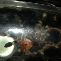 Acanthoscurria geniculata