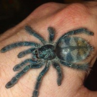 Avicularia Versicolor