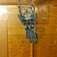 Avicularia versicolor