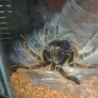 Rosea molting