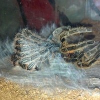 Rosea molting