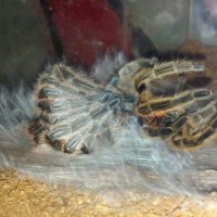 Rosea molting