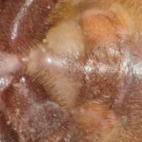 Poecilotheria striata