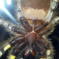 P. regalis