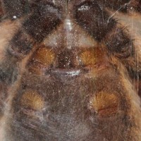 P tiga ventral 2