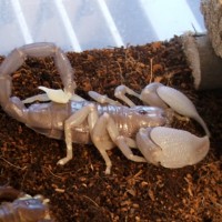 Another molted swammer