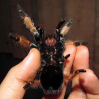 please sex my mexican fire leg tarantula.