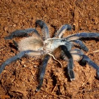 Monocentropus balfouri