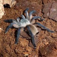 Monocentropus balfouri