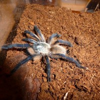 Monocentropus balfouri