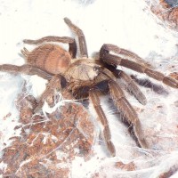 Chilobrachys fimbriatus
